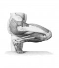 Beinmuskulatur und strukturelle Anatomie — Stockfoto