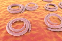 Trichina spiralis roundworm — Stock Photo