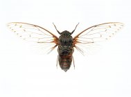 Cicadas adulto no fundo branco — Fotografia de Stock