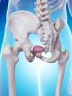 Male prostate anatomy — Stock Photo