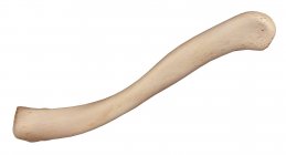 Human clavicle bone, illustration. — Stock Photo