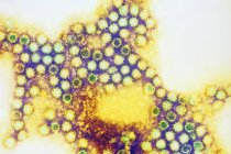 Partículas de calicivírus felinos — Fotografia de Stock