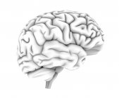 Human brain structure — Stock Photo
