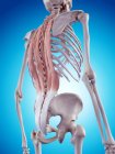 Anatomie du dos humain — Photo de stock
