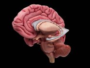 Людський мозок поперечний переріз — стокове фото