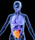 Healthy colon and internal organs — Stock Photo