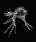 Cellula con pseudopodia — Foto stock