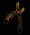 Estrutura e composição cromossómica — Fotografia de Stock