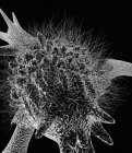 Cellula con pseudopodia — Foto stock