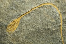 Crinoid sea lily fossil in gray rock surface. — Stock Photo