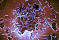 Mycobacterium chelonae bactéries — Photo de stock
