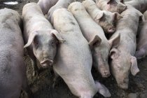 Cerdos domésticos en tierra seca en la granja . - foto de stock