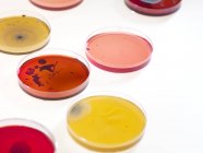 Петри блюдо, содержащее культурные бактерии — стоковое фото