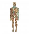 Anatomie structurelle humaine — Photo de stock