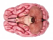 Anatomía interna del cerebro - foto de stock
