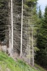 Мертвые деревья на склоне холма в лесу . — стоковое фото