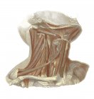 Structure anatomique humaine — Photo de stock