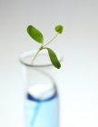 Nahaufnahme von Pflanzensämlingen im Reagenzglas. — Stockfoto