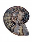 Fossile di ammonite sezionata lucida su fondo bianco . — Foto stock