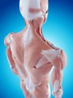 Анатомия плеч человека — стоковое фото