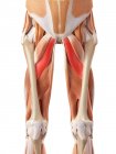 Système musculaire des jambes — Photo de stock