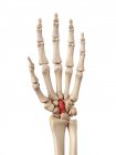 Anatomia dos ossos da mão humana — Fotografia de Stock