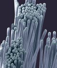 Toothbrush bristles, coloured scanning electron micrograph (SEM). These bristles are designed to be used in tooth brushing to remove food debris and dental plaque from teeth. This helps to avoid tooth decay. Magnification: x40 when printed at 10 cent — Stock Photo