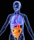 Digestive tract and internal organs — Stock Photo