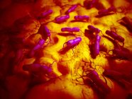 Бактерии сальмонеллы на поверхности ткани — стоковое фото