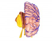 Anatomia do hemisfério cerebral — Fotografia de Stock