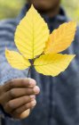 Close-up of branch of autumnal leaves in boy hand. — Stock Photo
