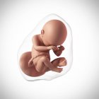 Âge du fœtus humain à 38 semaines — Photo de stock