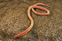 Parasitic nematode worm — Stock Photo
