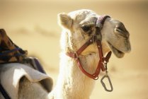 Close-up view of domestic camel head — Stock Photo