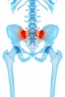 Localizzazione del dolore all'anca — Foto stock