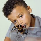 Redknee tarantula spider being observed by boy. — Stock Photo