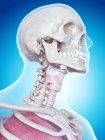 Анатомія людини гортані — стокове фото