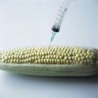 Siringa che inietta mais geneticamente modificato . — Foto stock