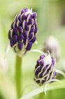 Close-up view of scilla peruviana flower buds. — Stock Photo