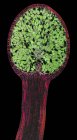 Micrographie optique (LM). Coupe longitudinale à travers le thalle et le sporange d'une hépatique (Pellia epiphylla ). — Photo de stock