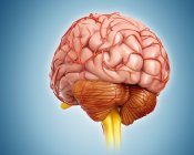 Anatomía del cerebro humano - foto de stock