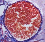 Кров'яні клітини в кровоносних судинах — стокове фото