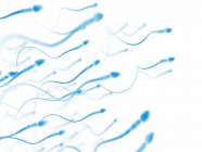 Normale menschliche Spermien — Stockfoto