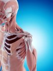 Структура плечової кістки та мускулатура — стокове фото