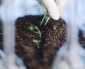 Scientist pricking out genetically modified wheat seedlings. — Stock Photo