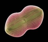 Alga unicelular planctônica Diploneis sp. . — Fotografia de Stock