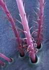 Pelos de oruga. Micrógrafo electrónico de barrido coloreado (SEM) de pelos de la oruga de la polilla del vapor (Orgyia antiqua) . - foto de stock