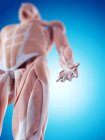 Мышечная система верхней ноги — стоковое фото