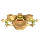 Estrutura vertebral humana, ilustração — Fotografia de Stock