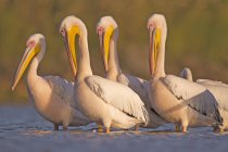 Pássaros pelicanos em pé na água . — Fotografia de Stock
